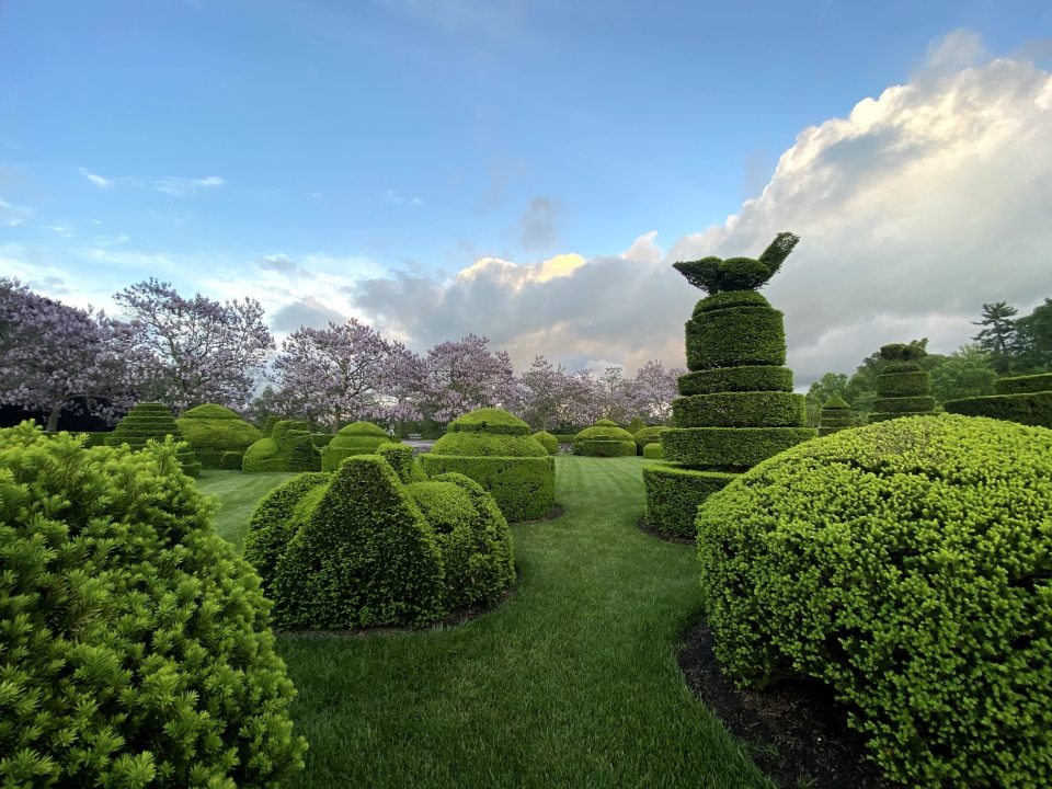 view of a topiary garden with blue sky