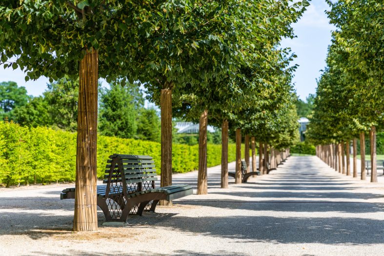 A gravel pathway leads down an alee of trees with a bench near the foreground