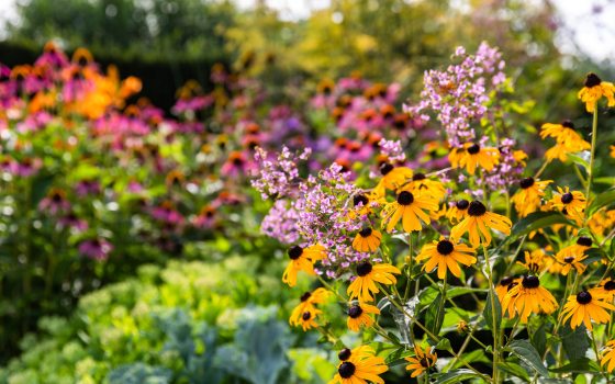 wildflower mix of blooming flowers