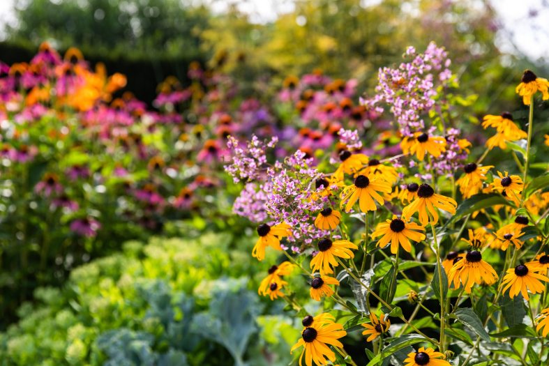 wildflower mix of blooming flowers