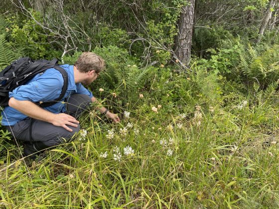 A person engaged in "Orchid Expeditions" in Luzerne County, PA, and documenting native Kentucky Lady's Slippers (Cypripedium kentuckiense) in a woodland setting.