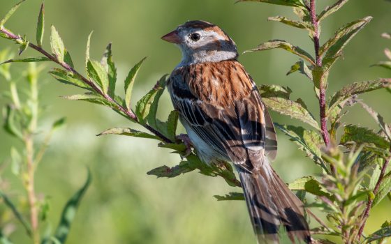 a bird on a green plant 