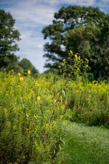 A grass path leads into an overgreen green meadow of plants