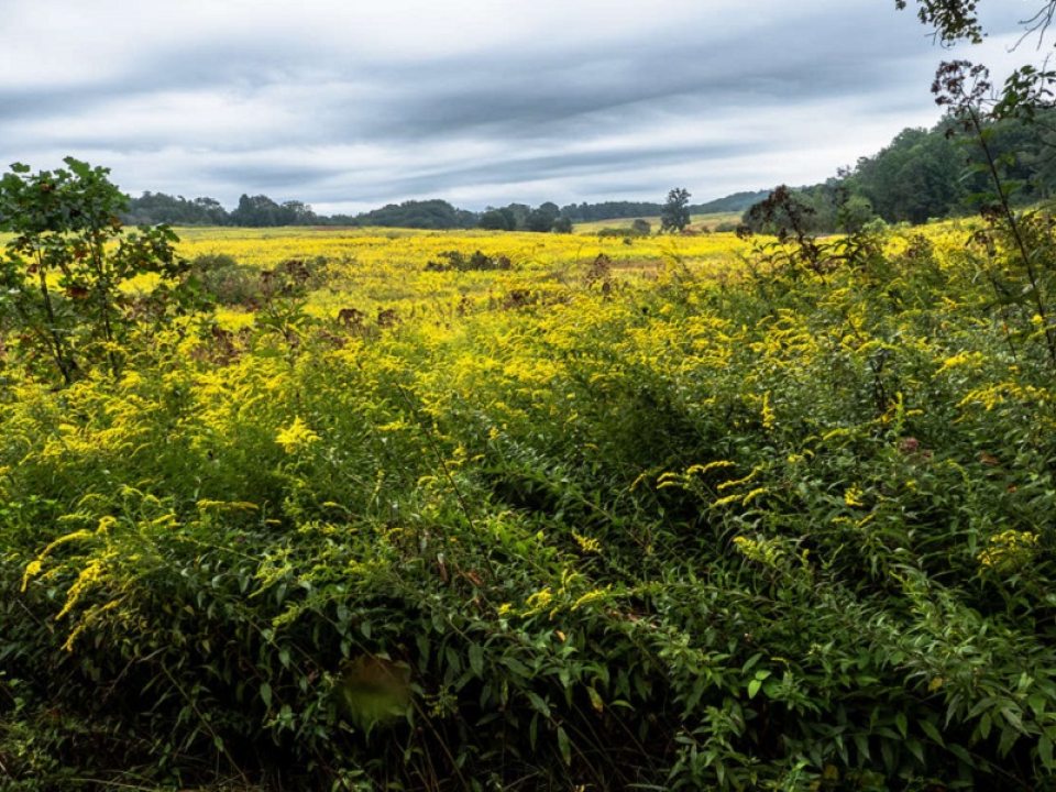 a large field with tall, golden wild grasses and rolling hills in the background