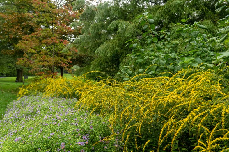 Waves of tall yellow grasses arch over green bushes