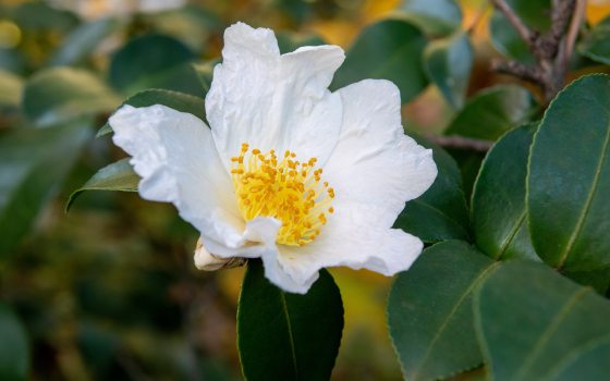 A white camellia with a yellow center blooms amidst dark green foliage  