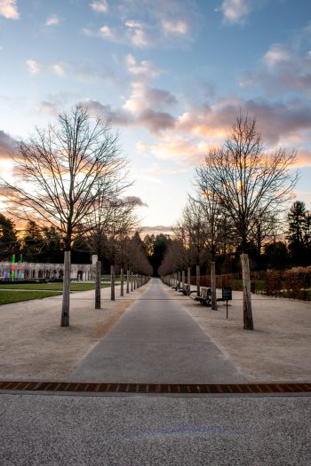 a long, straight pathway bordered on both sides by perfectly spaced, symmetrical lines of leafless trees