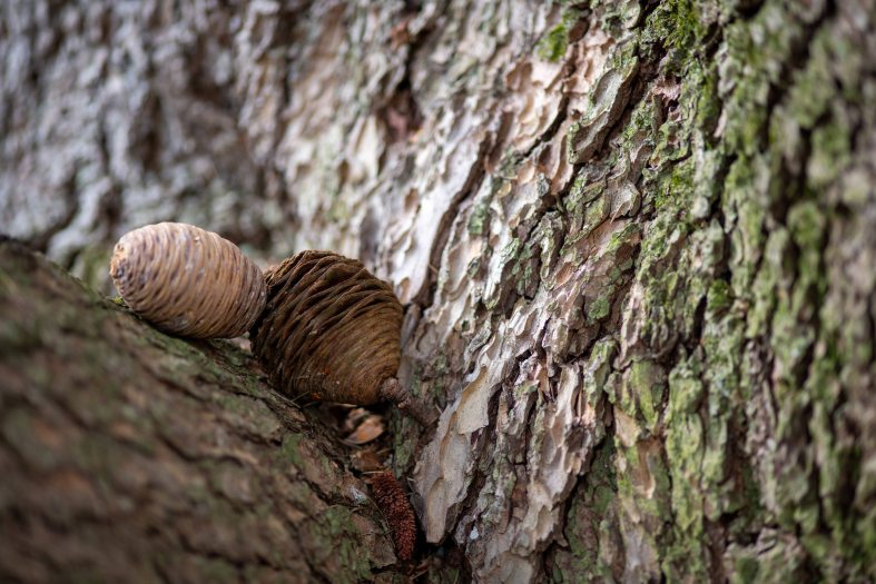 brown seed cones nestled between a moss-covered tree branch and trunk