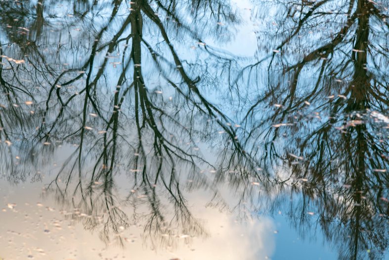 the watery reflection of leafless branches against a blue sky