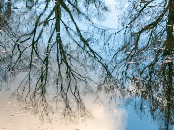 the watery reflection of leafless branches against a blue sky
