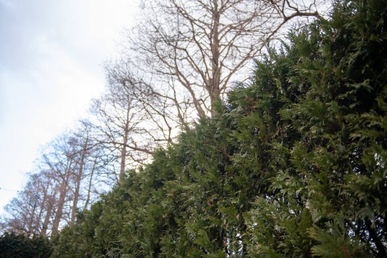 a hedge of tall evergreens is backed by a line of leafless branches against a cloudy sky