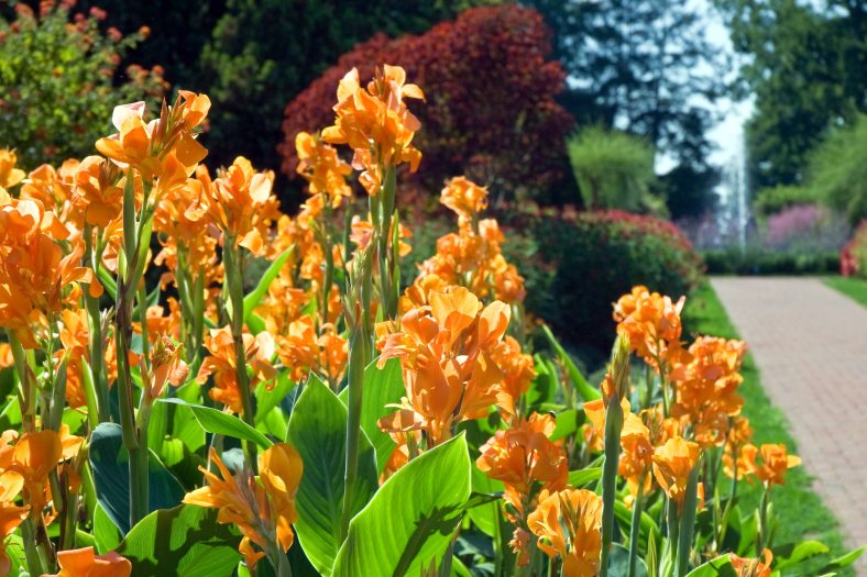 Orange canna bloom up in a flower bed along a brick walkway with a small fountain in the distance