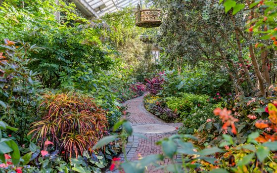 A stone path winds through a lush room of colorful plants with a hanging light above