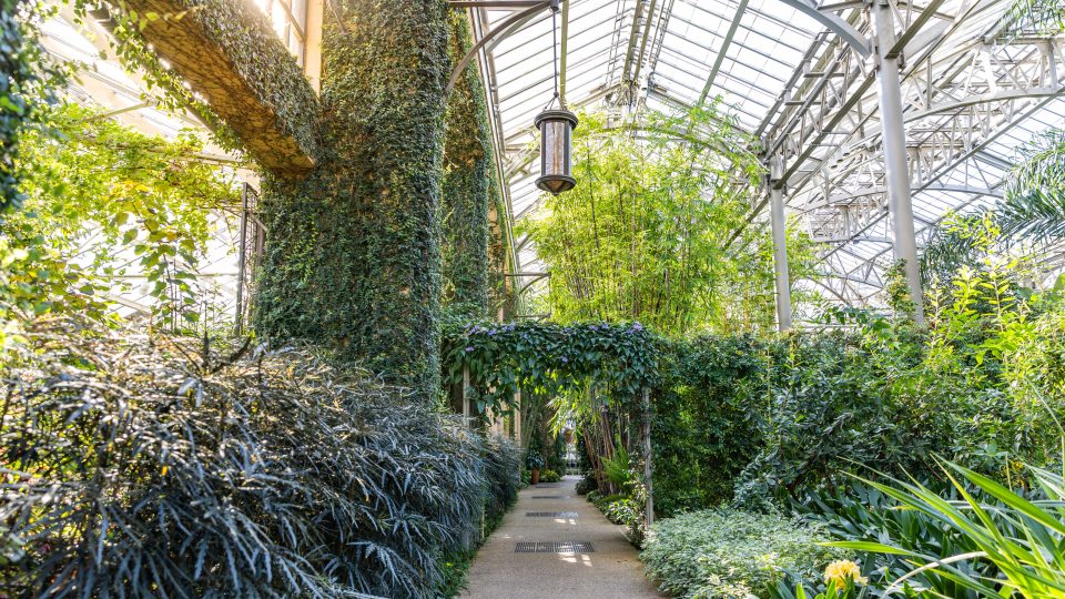Sun. streams through the glass ceiling of a conservatory on a pathway lined with green bushes and tall plans with a hanging lamp
