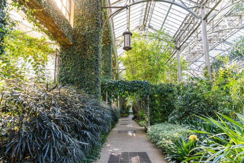 Sun. streams through the glass ceiling of a conservatory on a pathway lined with green bushes and tall plans with a hanging lamp