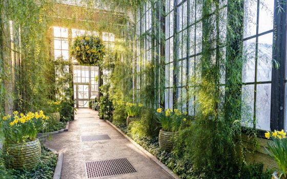 sun shines through glass windows into a long hallway with green plants, yellow flowers, and hanging baskets