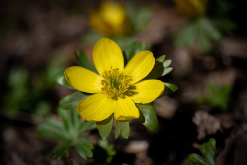Close-up of a small yellow geophyte flowering