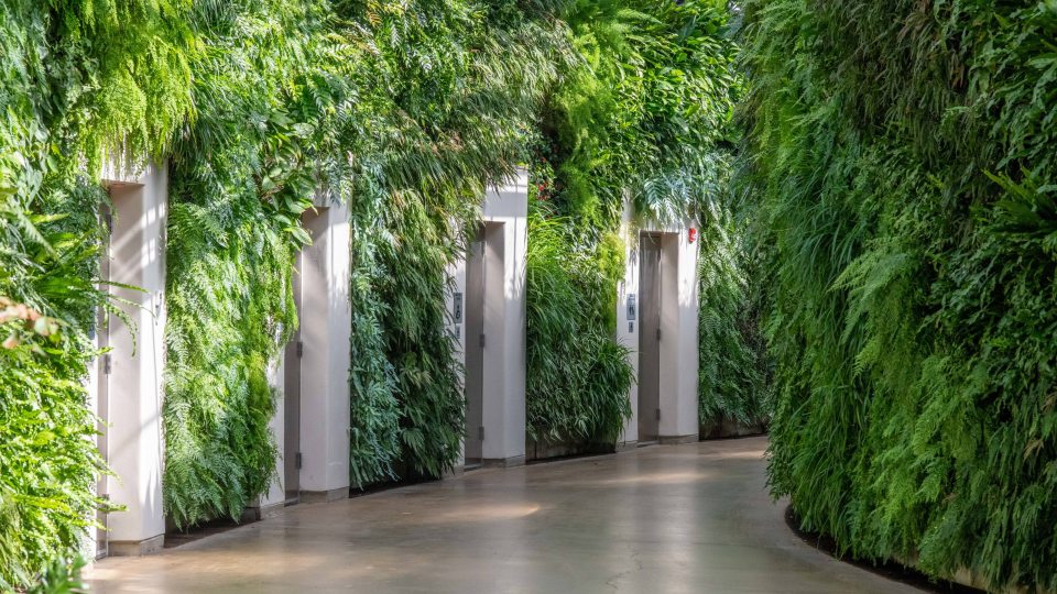 A luscious wall of green ferns and other plants lines a hallway of doors
