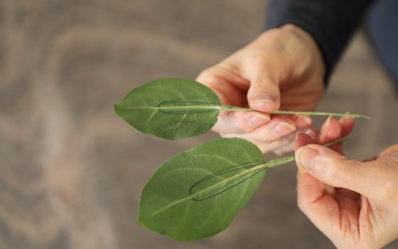 close up of hands holding individual green leaves that have wires attached to be added to a cut flower arrangement