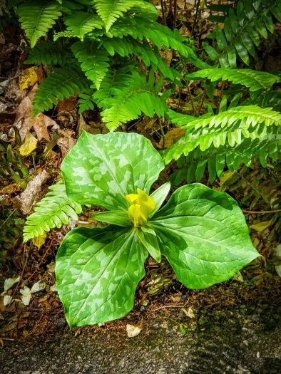 Green leafy plant on the ground surrounded by ferns