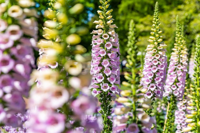 Closeup of a purple foxgloves among a full flower bed