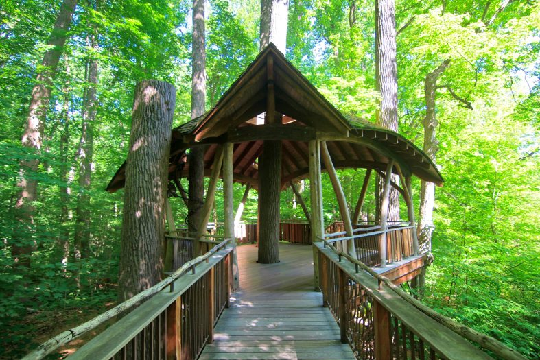 A wooden path leads to a large treehouse surrounded by tall green trees
