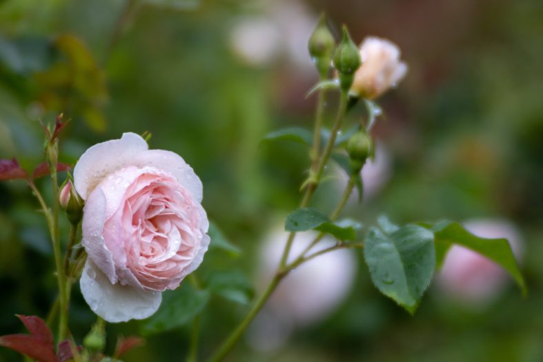A pink rose part of a larger rose bush sits outside during the rain