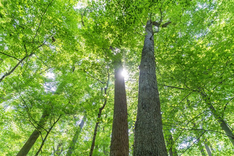 Sun streams through the tops of tall green trees stretching upwards