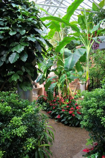 Tall green palms stand among shorter green and red plants along a stone path in a glass conservatory