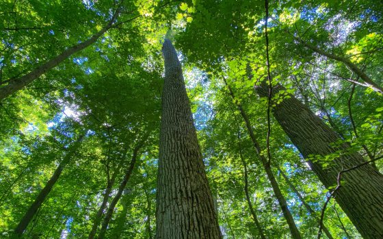 A view of a bank of tall trees photographed from the bottom looking up.