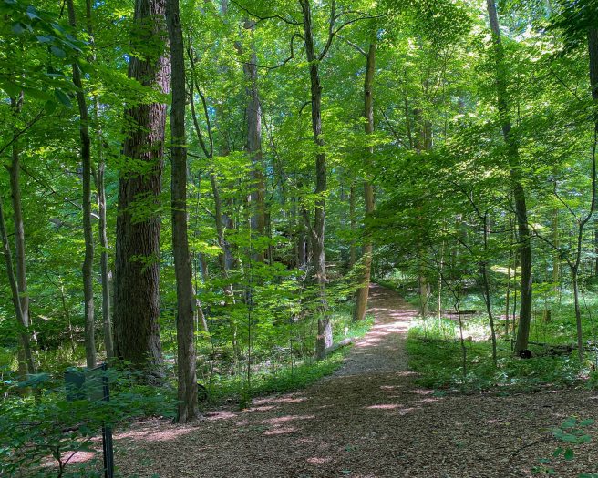 A dirt path lead into a bright green forest of trees