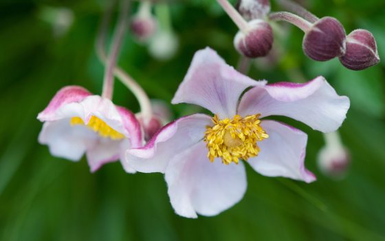 close up of a white, pink and yellow robustissima bloom