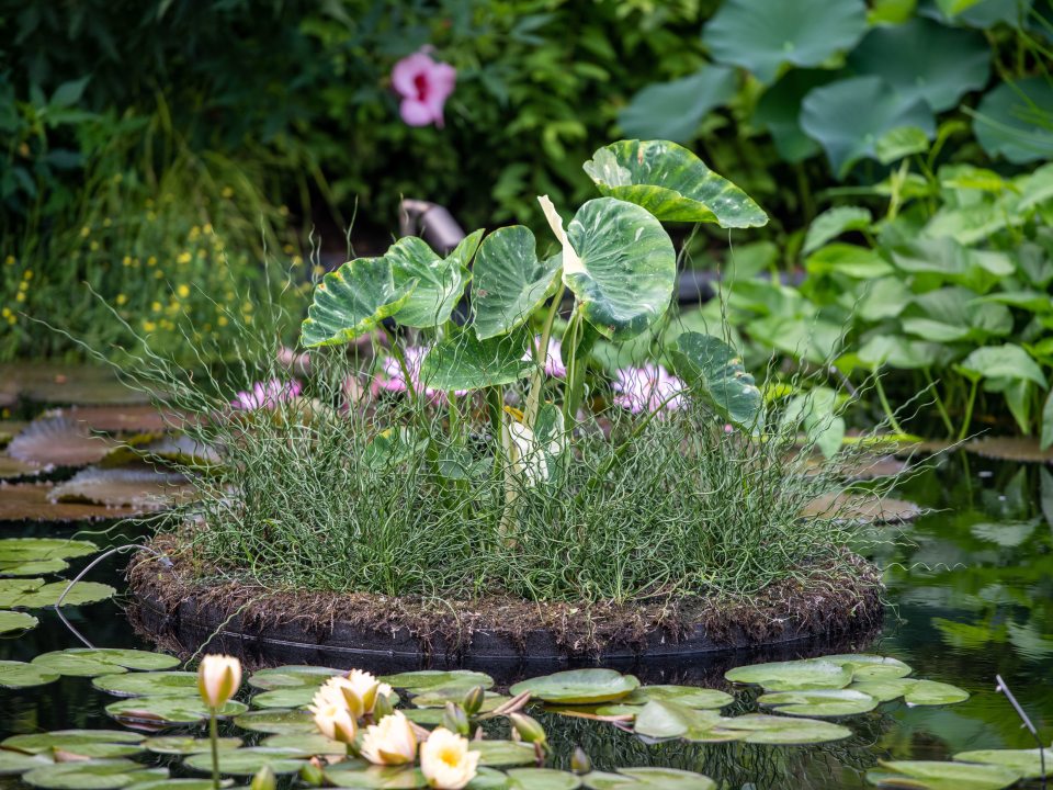 water lily display in the pond with surrounding plants