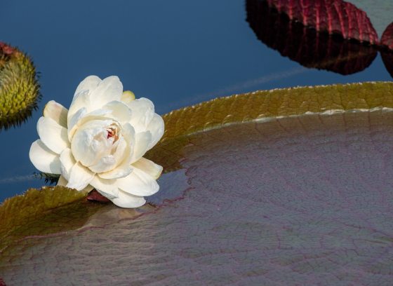 A water lily platter and white flower in the waterlily pools at Longwood Gardens.