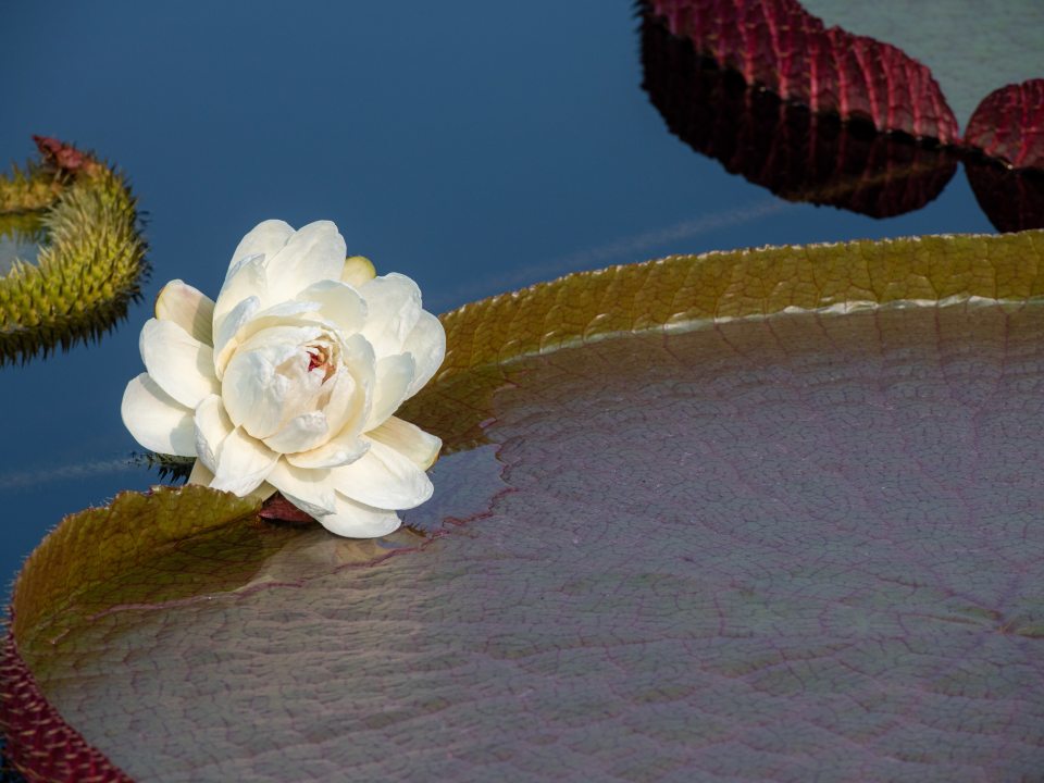 close up of a waterlily platter with a white lotus flower
