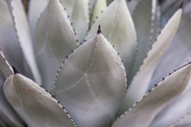 Close-up of the grey-white leaves of an agave parryi plant in the Silver Garden