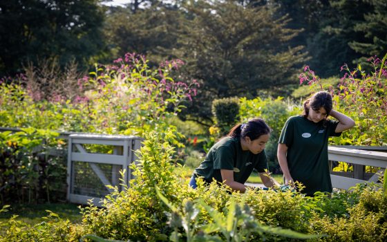 Two teenagers in green shirts working in a garden.