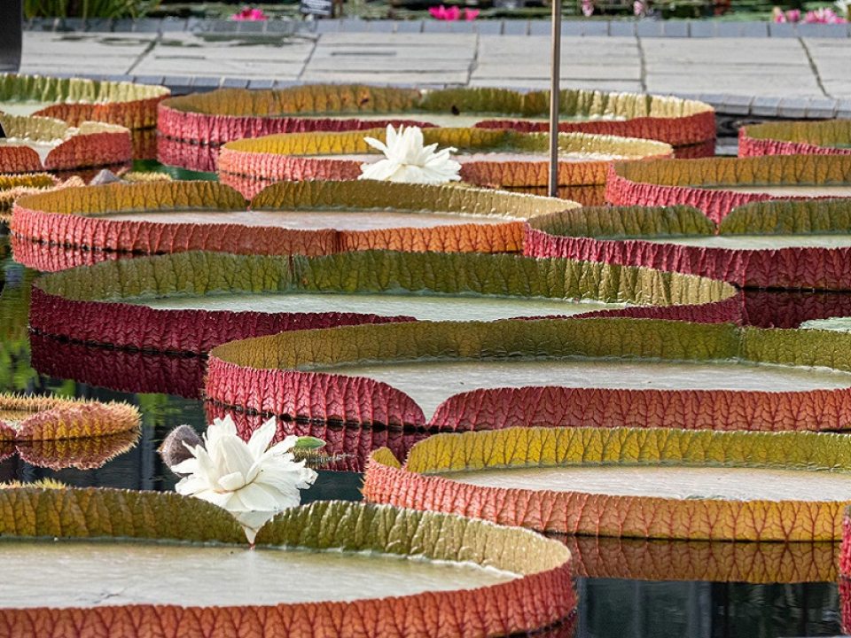 a black pool with large water lily pads and white flowers 