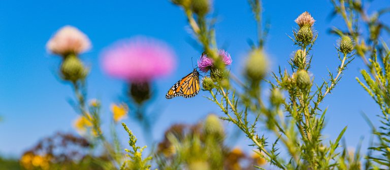 a butterfly sits on tall thistle plants against a brilliant blue sky