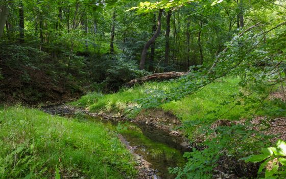 a green forest with many trees and creek running through it