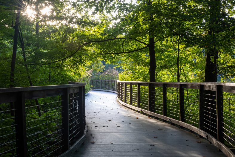 A winding wooden bridge pathway leads through a misty, morning area filled with green trees