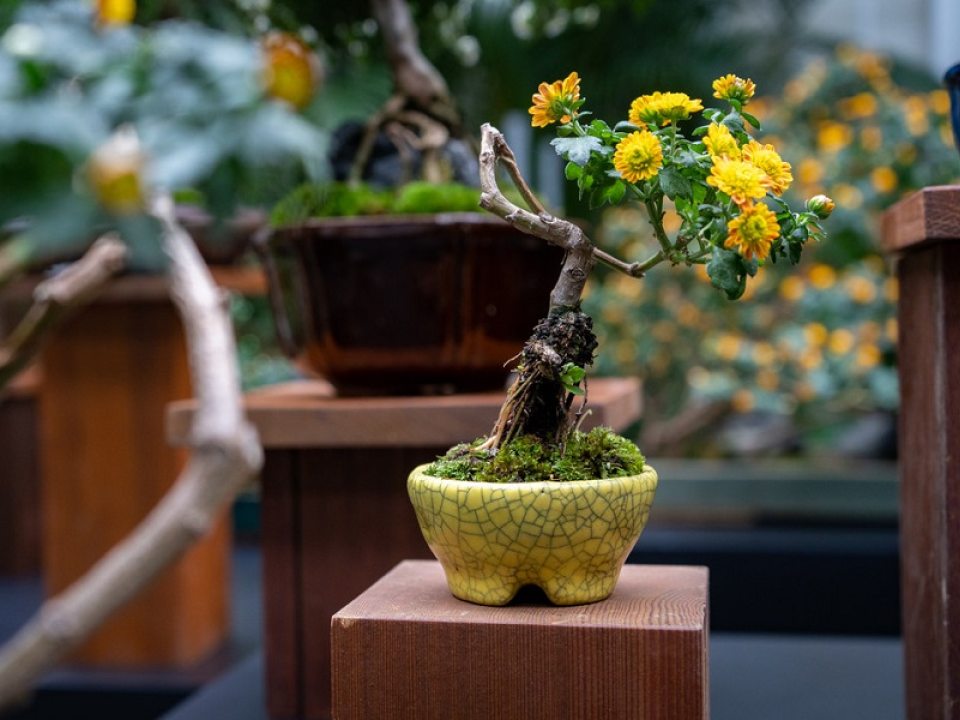 a chrysanthemum bonsai on a wooden platform 