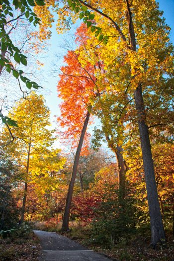 Tall trees in full fall color, with orange and yellow leaves, line a paved walkway