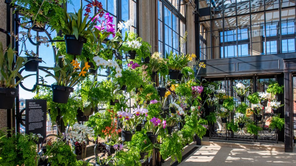 Sun shines through glass and a metal trellis filled with orchids and green plants
