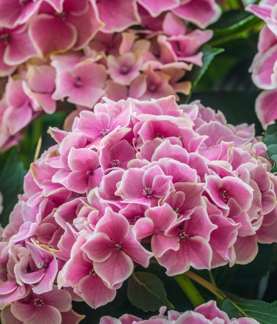 a close up image of pink and white hydrangea blooms