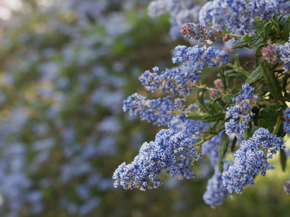a blue flower with green stems 
