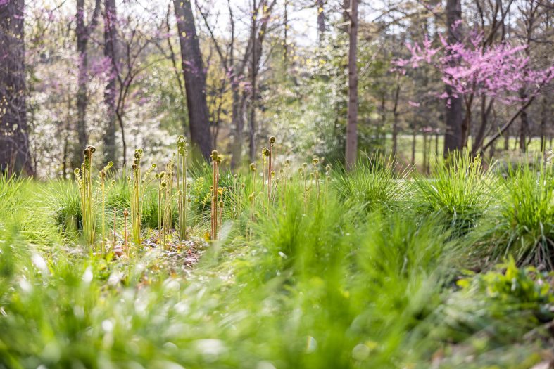 Green grasses in the foreground sit in front of blooming spring trees