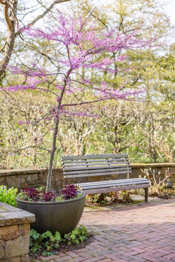 A wooden bench sits on a brick pathway with planters of dark red plants under a blooming pink tree