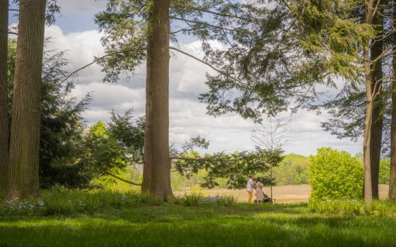 Tall trees line a walking path with a meadow in the distance