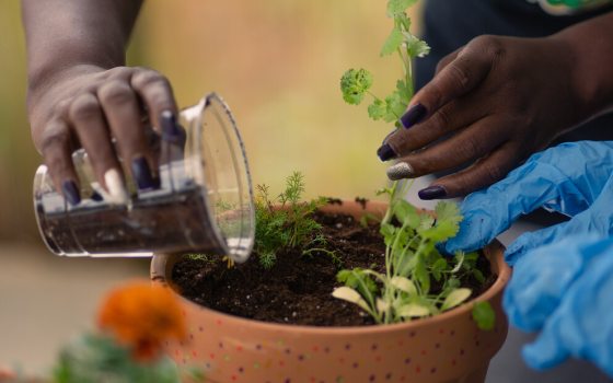 Adult and child plant herbs in a terra cotta pot